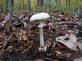 Amanita citrina f. lavendula image