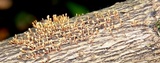 Tubercularia lateritia image