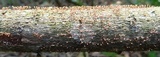 Tubercularia lateritia image