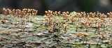 Tubercularia lateritia image