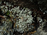 Cladonia apodocarpa image