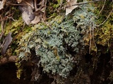 Cladonia peziziformis image