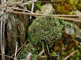Cladonia caespiticia image