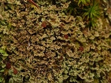 Cladonia caespiticia image