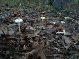 Amanita citrina f. lavendula image