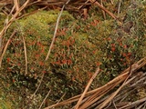 Cladonia didyma image