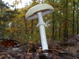 Amanita citrina f. lavendula image