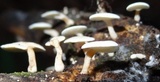 Panellus pusillus image