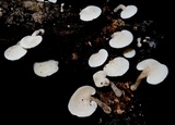 Panellus pusillus image