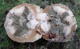 Blumenavia rhacodes image