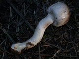 Agaricus californicus image