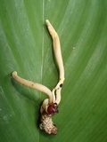 Ophiocordyceps melolonthae image