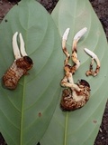 Ophiocordyceps melolonthae image