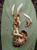 Ophiocordyceps melolonthae image