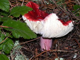 Russula rhodopoda image
