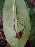 Cordyceps nutans image