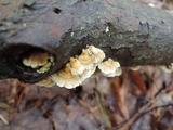 Plicaturopsis crispa image
