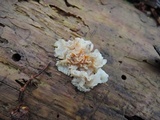 Ductifera pululahuana image