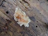 Ductifera pululahuana image