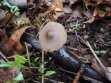 Entoloma vernum image