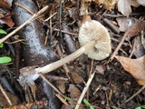 Entoloma vernum image