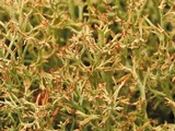 Cladonia furcata image