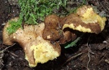 Boletinellus exiguus image