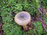 Lactarius aurantiosordidus image