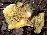 Boletinellus exiguus image