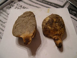 Truncocolumella citrina image