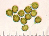 Calbovista subsculpta image