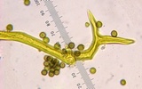 Calbovista subsculpta image