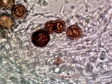 Thelomma occidentale image