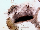 Thelomma occidentale image
