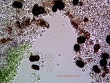 Thelomma occidentale image