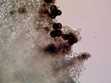 Thelomma occidentale image