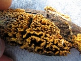 Pirex concentricus image