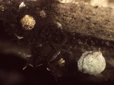 Diderma umbilicatum var. umbilicatum image