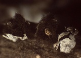 Diderma umbilicatum var. umbilicatum image
