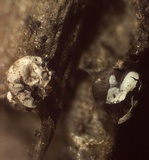 Diderma umbilicatum var. umbilicatum image