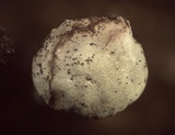 Diderma umbilicatum var. umbilicatum image