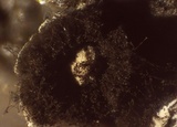 Diderma umbilicatum var. umbilicatum image