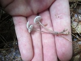 Roridomyces roridus image