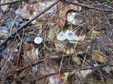 Roridomyces roridus image