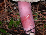 Russula rhodopoda image