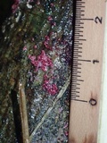 Hypomyces rosellus image