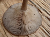 Pseudoclitocybe cyathiformis image
