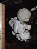 Xylaria mesenterica image