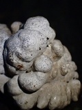 Xylaria mesenterica image