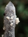 Xylaria cubensis image